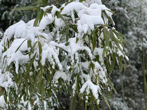 雪竹