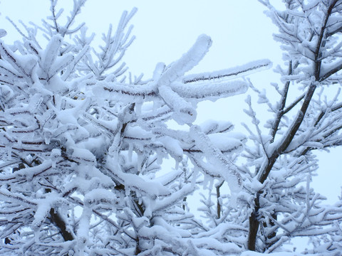 庐山雪景树枝冰溜