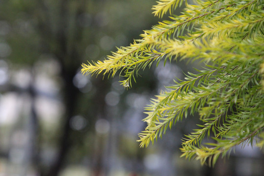 松柏叶子大自然背景图