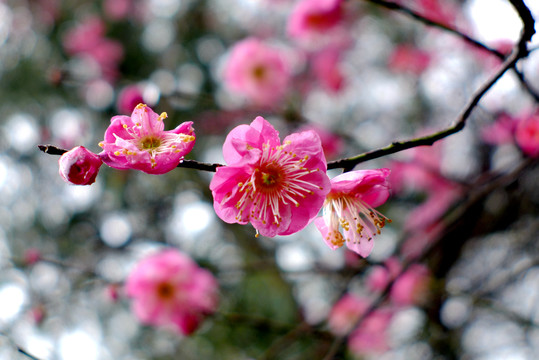 粉梅花