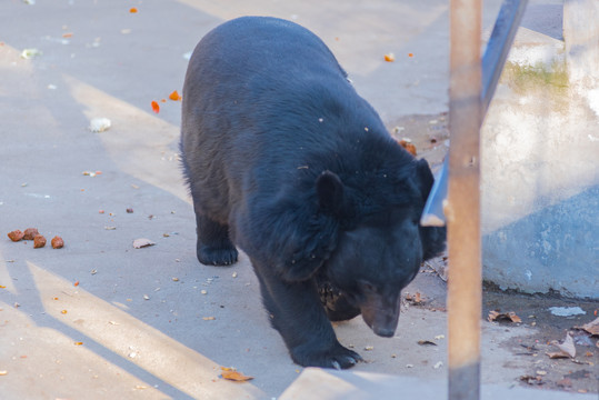 動物園里的熊