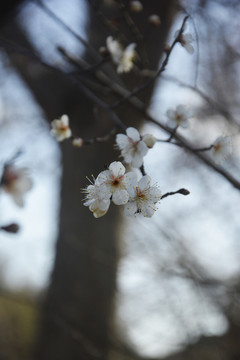 梅花报春