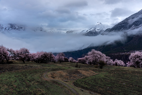 林芝桃花