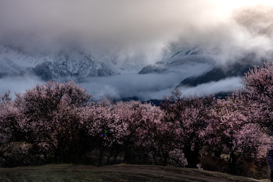 林芝桃花