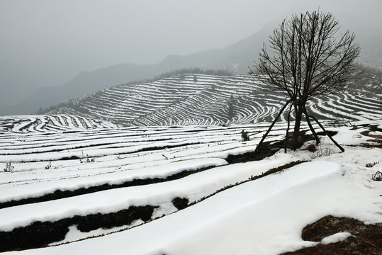 茶园雪景