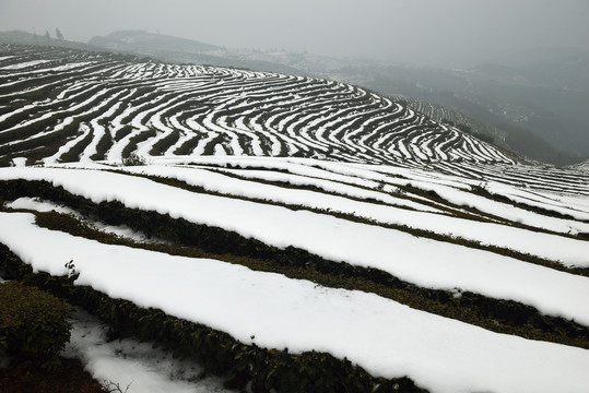 茶园雪景