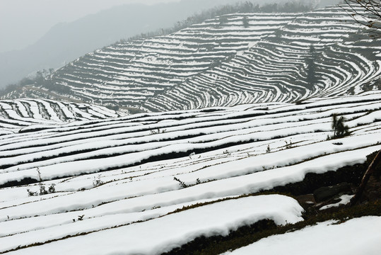 茶园雪景