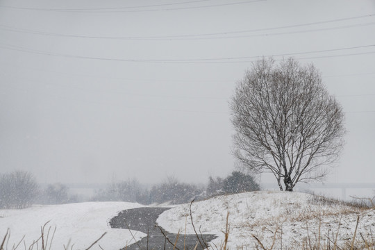 雪中的树