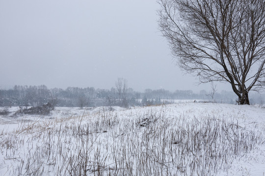 雪中意境