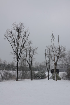 柿子树与雪