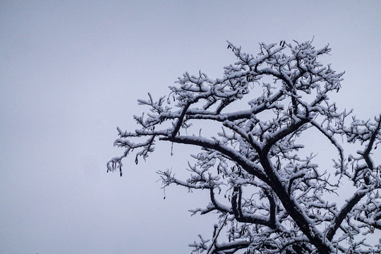 雪中的树枝