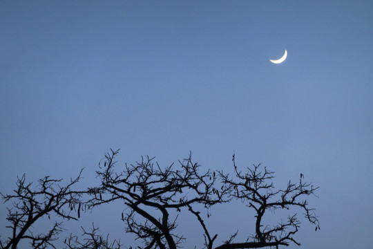 树枝与月亮