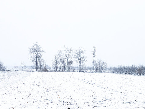 雪中的树