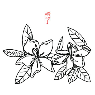 梔子