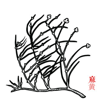 麻黃