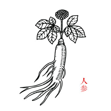 人參