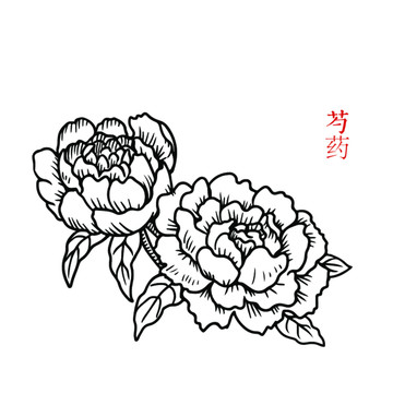 芍药