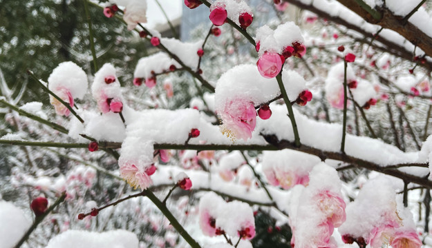 傲雪红梅