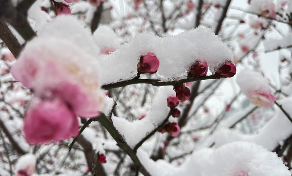 傲雪红梅