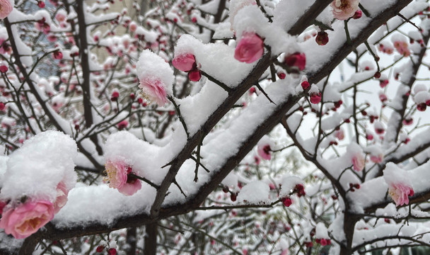 傲雪红梅