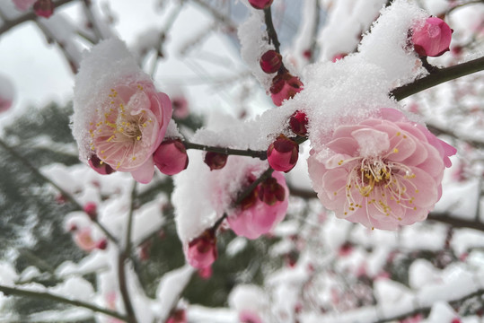 傲雪寒梅