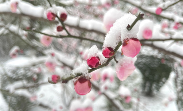 傲雪寒梅