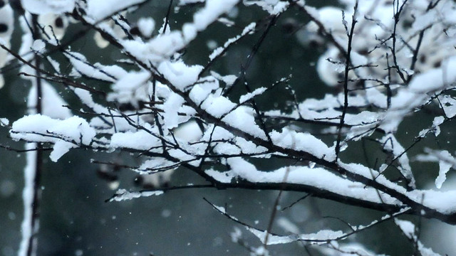 雪枝