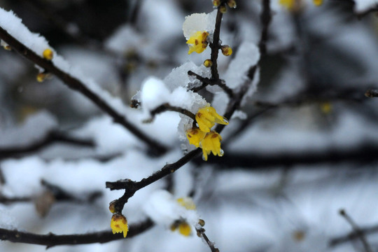 冰雪腊梅