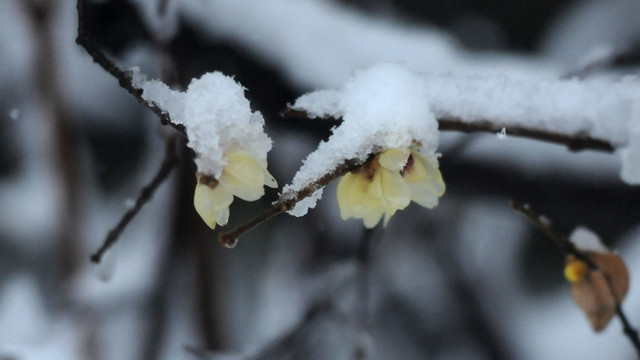 冰雪腊梅