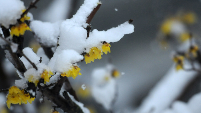 冰雪腊梅