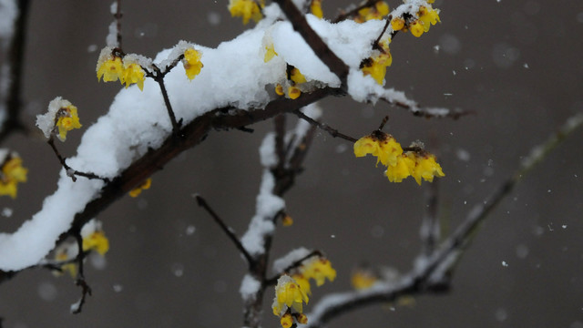 冰雪腊梅