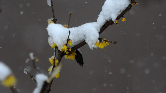 冰雪腊梅