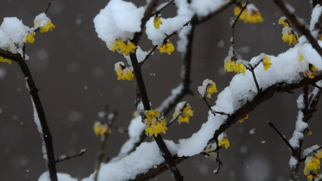 冰雪腊梅