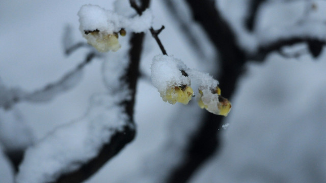 冰雪腊梅