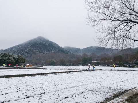 雪中八卦田