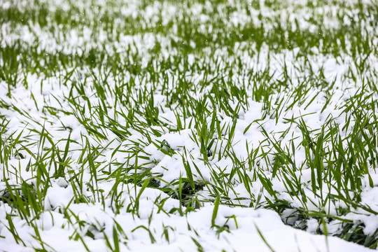 乡间雪韵别样美