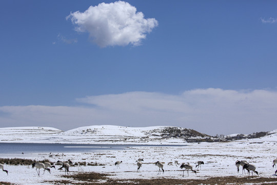 昭通大山包雪山自然风光