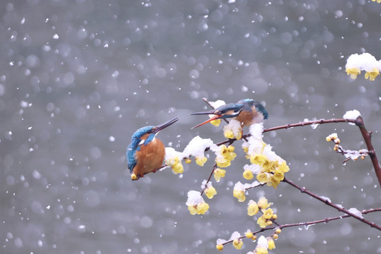 雪中翠鸟