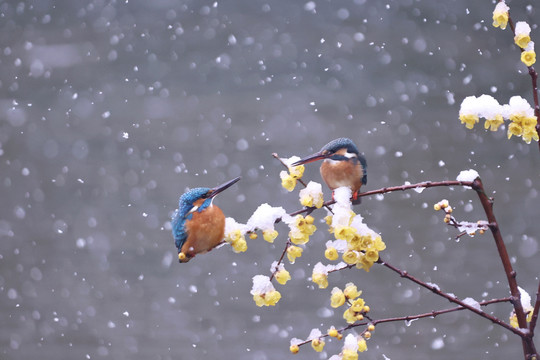 雪中翠鸟