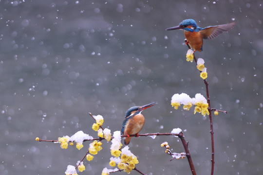 雪中翠鸟