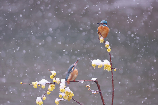 雪中翠鸟