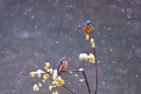 雪中翠鸟