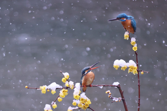 雪中翠鸟