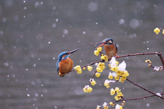 雪中翠鸟