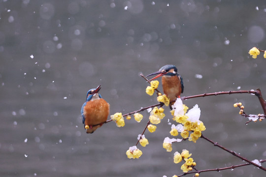 雪中翠鸟