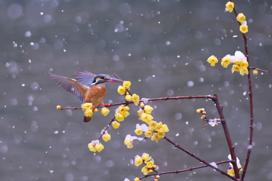 雪中翠鸟