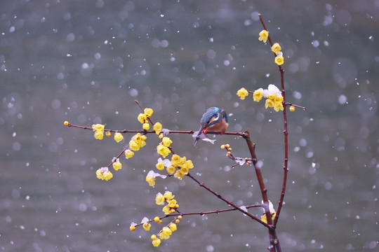 雪中翠鸟