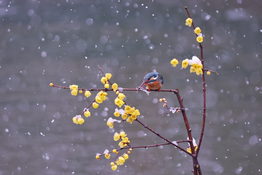 雪中翠鸟