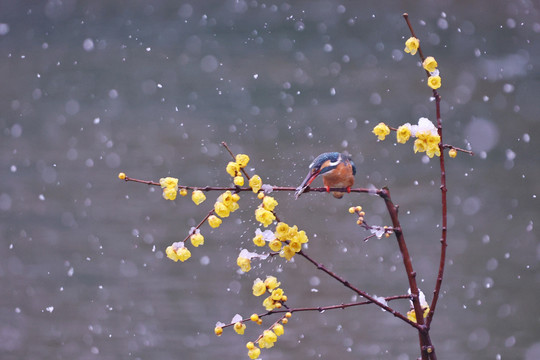 雪中翠鸟