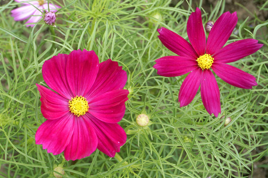 观赏花卉秋樱花朵特写